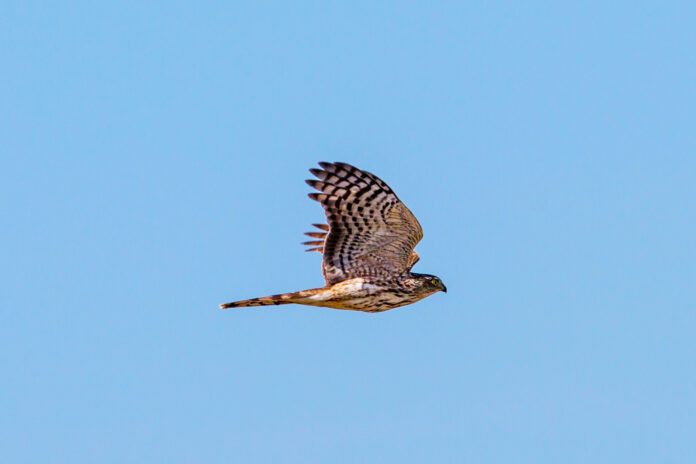 Hedden. Cooper's Hawk